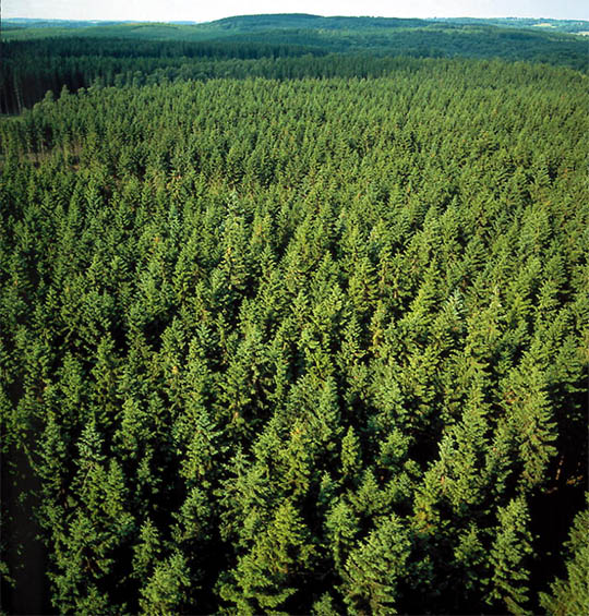 vast pine forest